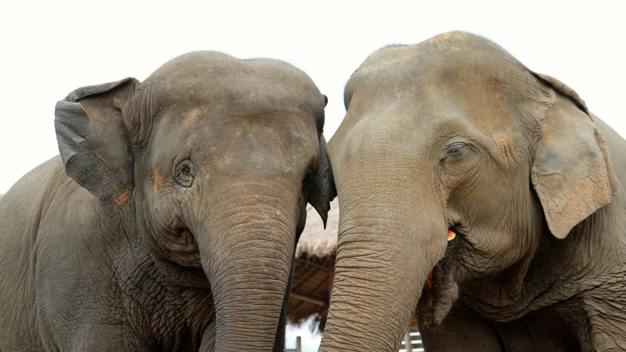 Elephant Tales backdrop