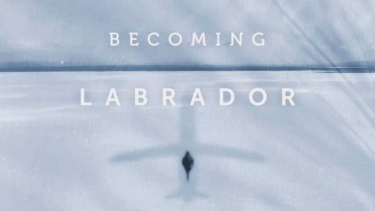 Becoming Labrador backdrop