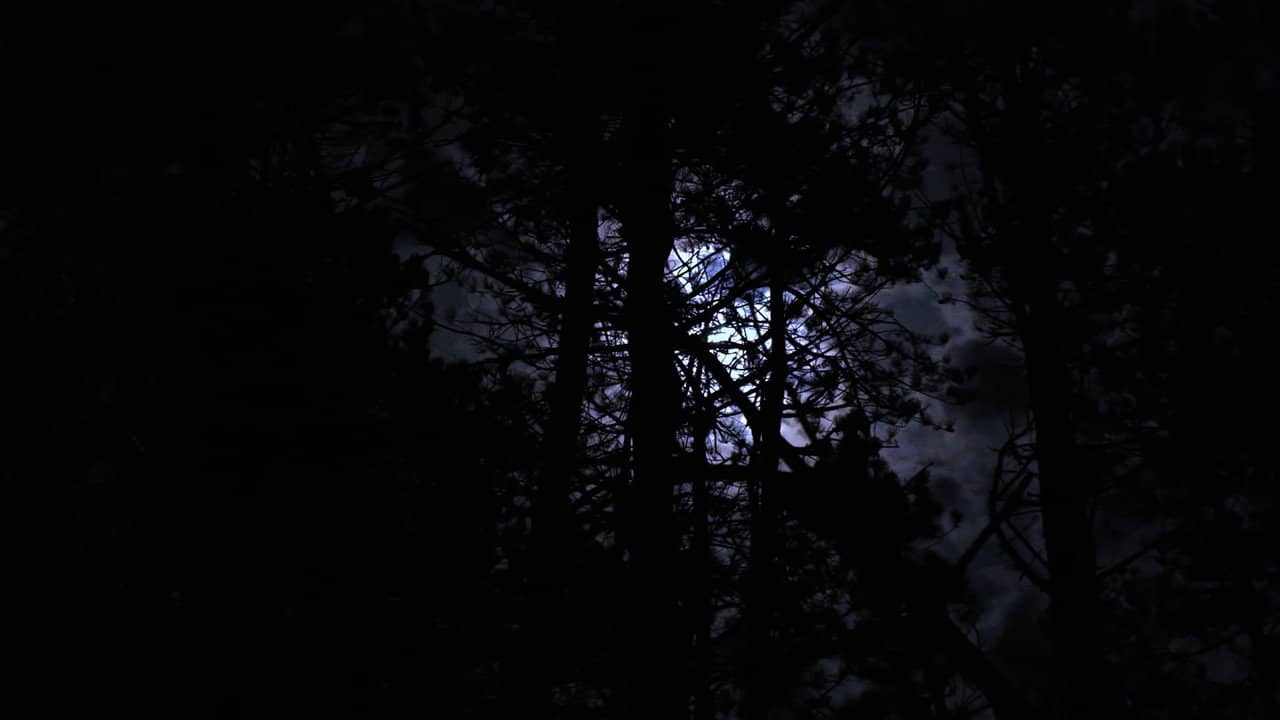 The Haunting of Hickcox Woods backdrop