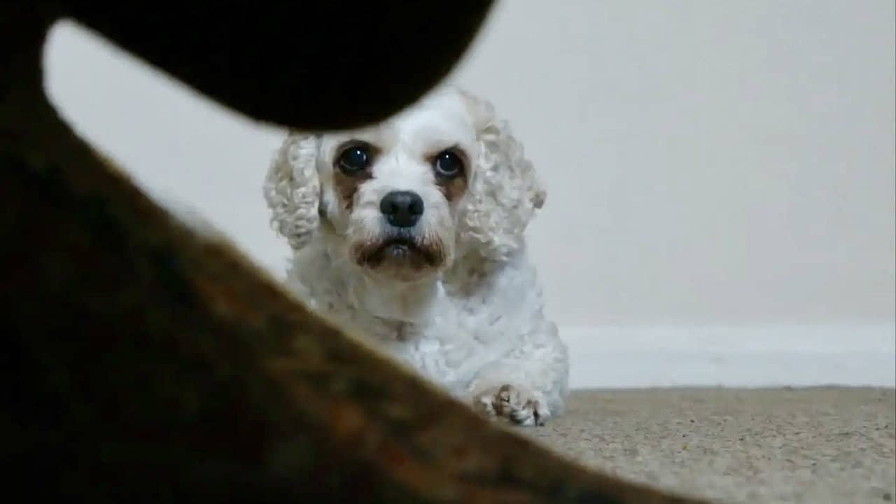 Dog Noise backdrop