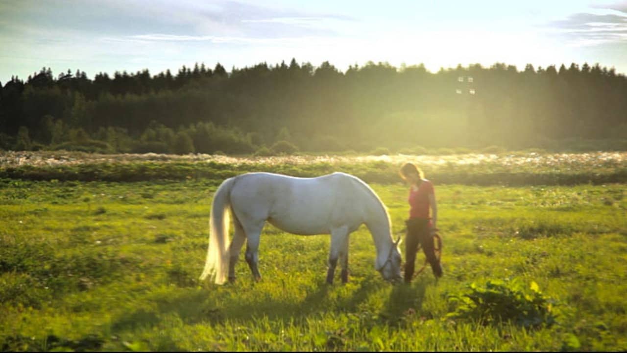 The Art of Communicating with Animals and People backdrop