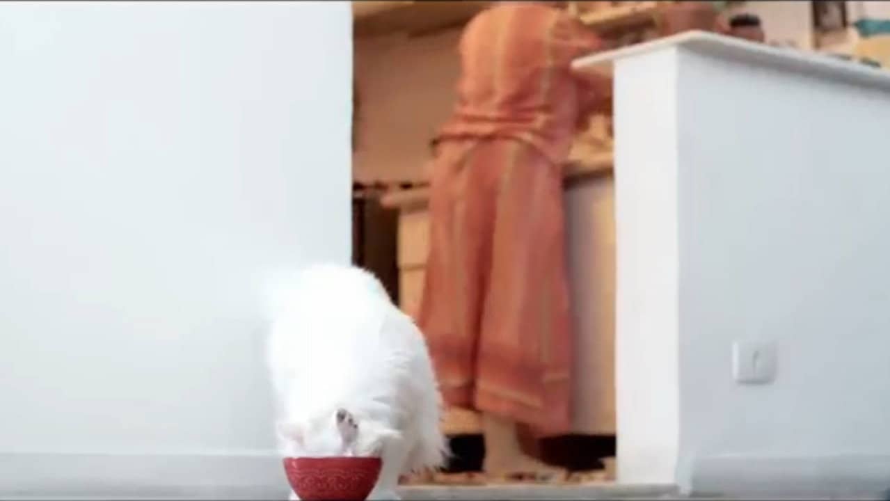 Kafcat backdrop