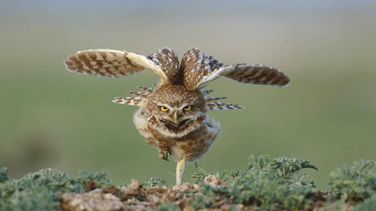 Great Plains: America's Lingering Wild backdrop