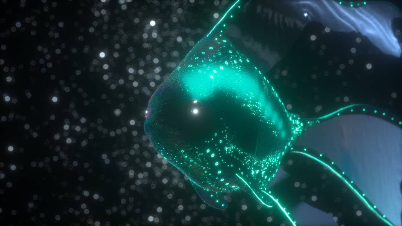 Luna Fish backdrop