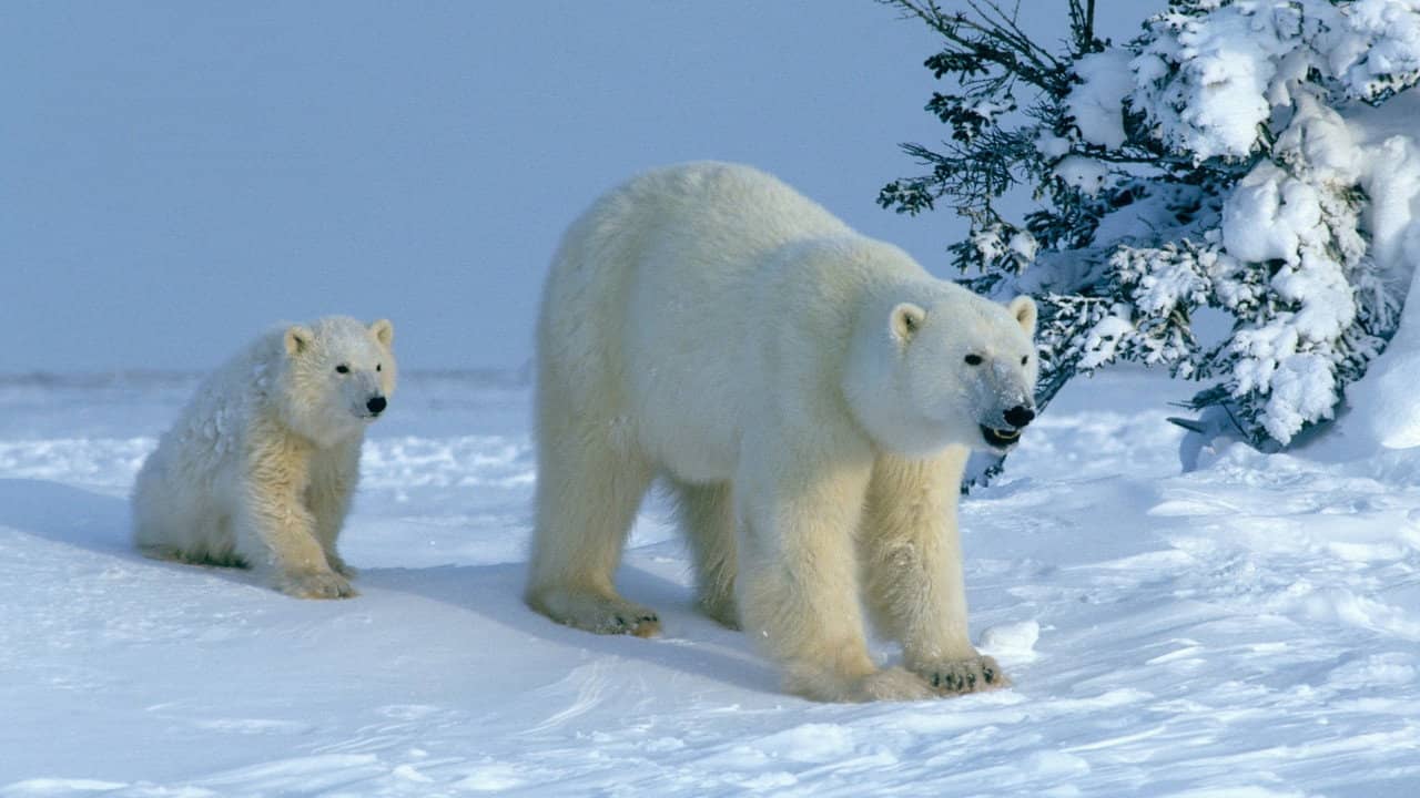 Attenborough Explores... Our Fragile World backdrop