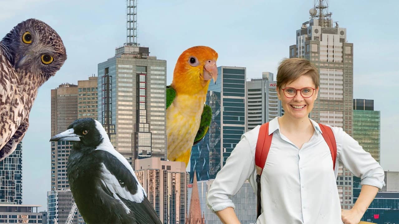 The Secret Lives of Our Urban Birds backdrop