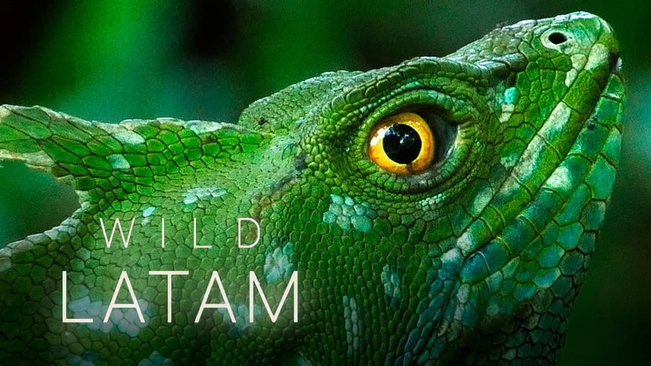 Wild Latam backdrop