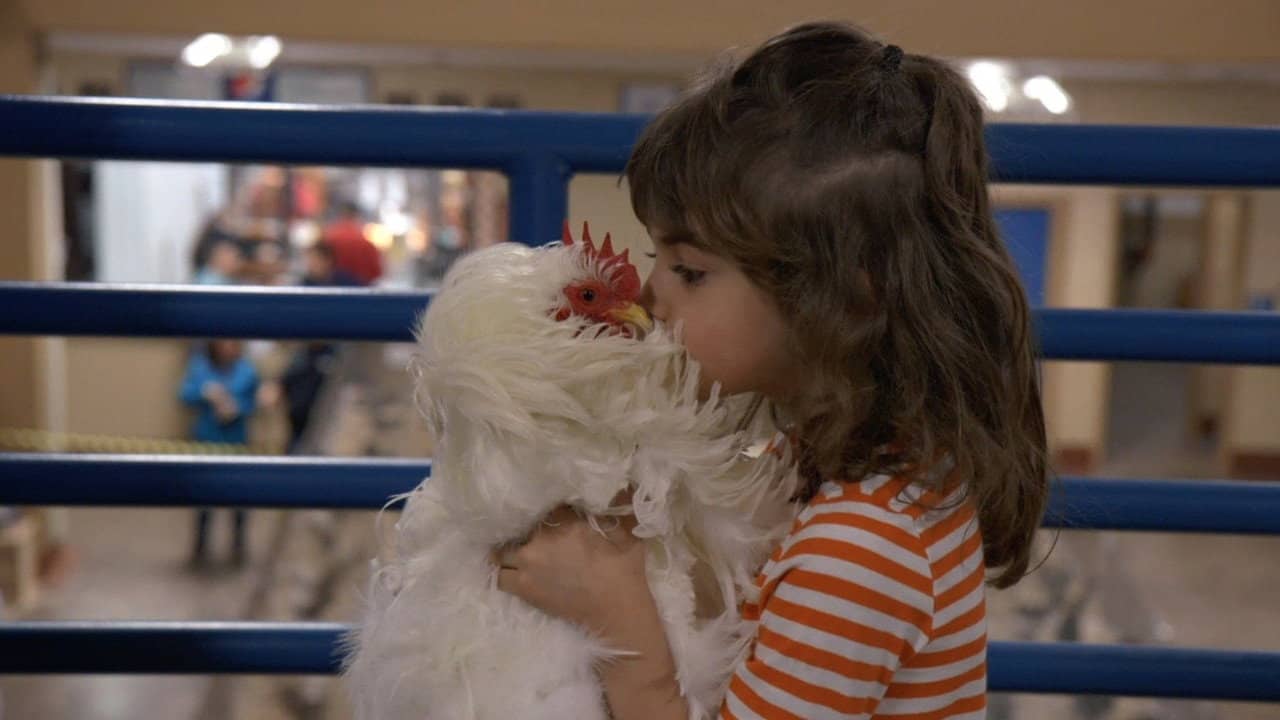 Chicken People backdrop