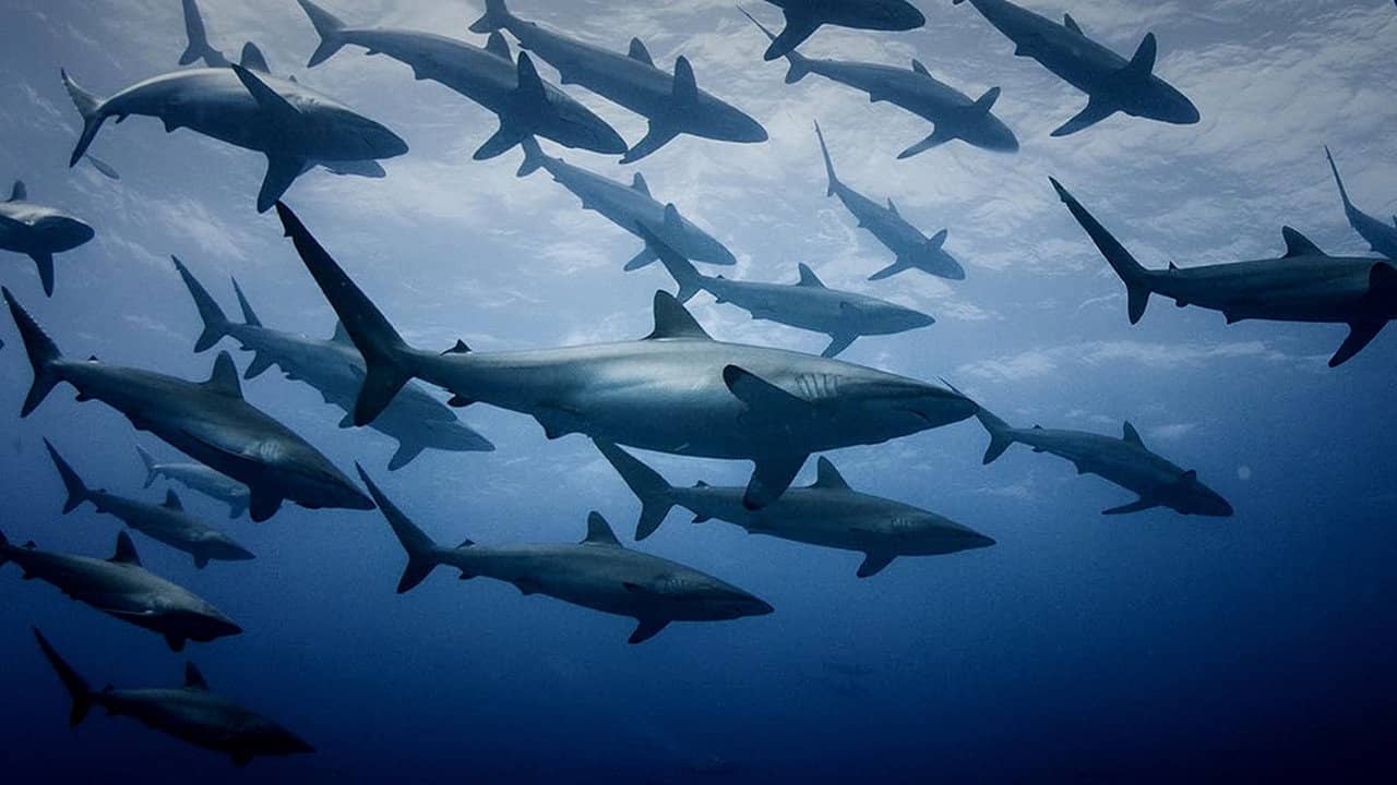 Extinct or Alive: Land of the Lost Sharks backdrop