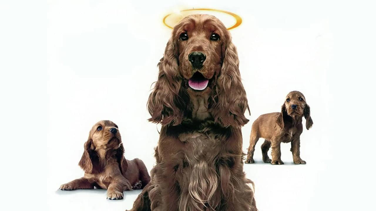 Miracle Dogs Too backdrop