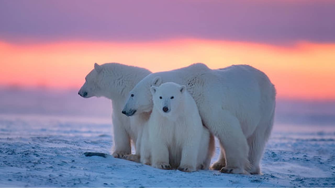 Kingdom of the Polar Bears backdrop