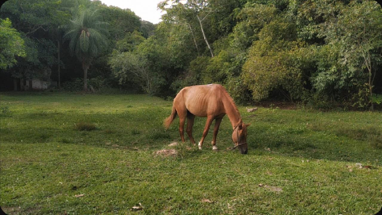 A horse looked at the sky with hope of escape backdrop