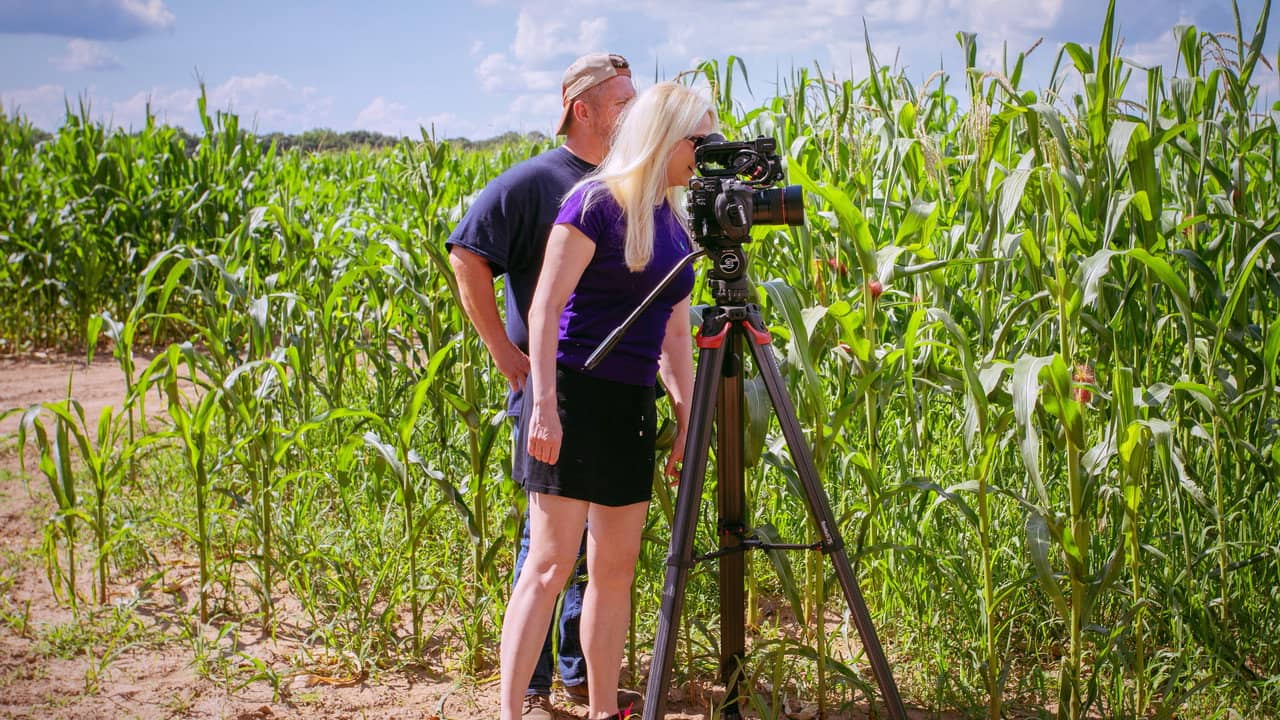 Fields of Gold backdrop