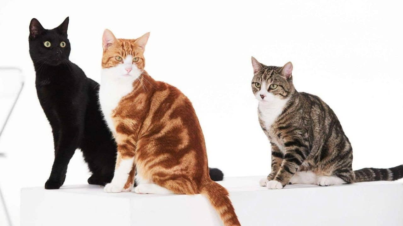 Cat Tales backdrop