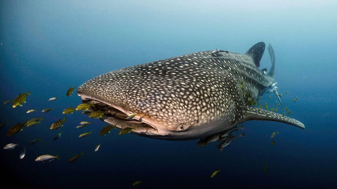 Journey of a Whale Shark backdrop