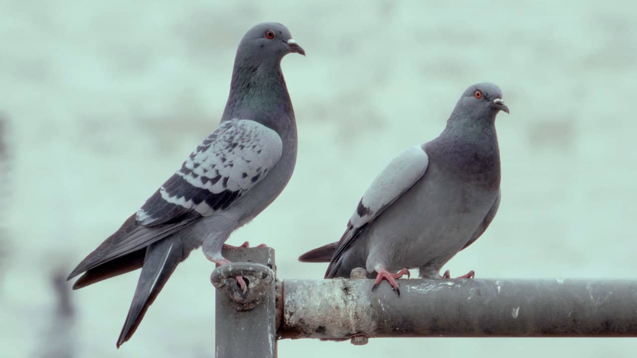 La danza de las palomas backdrop
