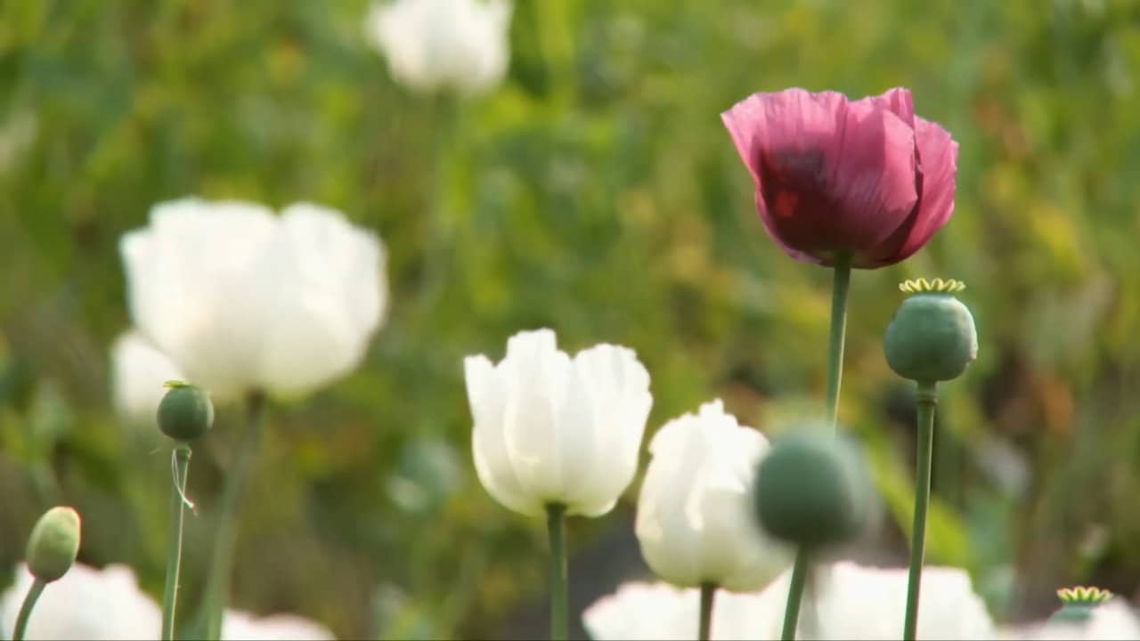 Raw Opium backdrop