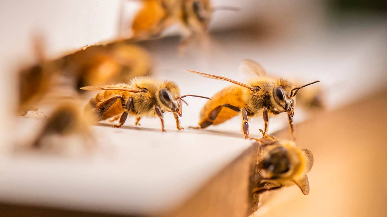 The Great Australian Bee Challenge backdrop