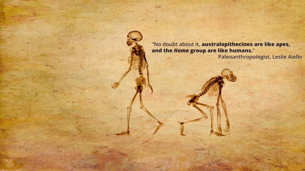 Dismantled: A Scientific Deconstruction of The Theory of Evolution backdrop