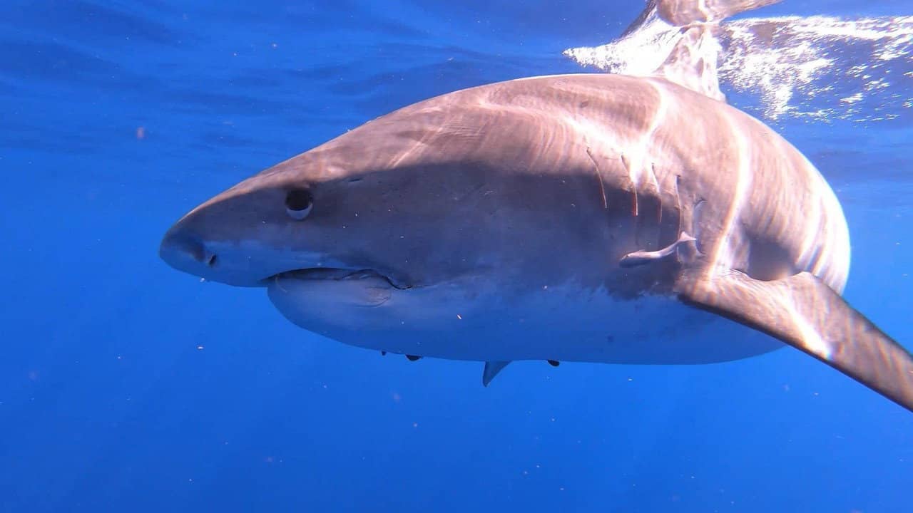 Sharks of Hawaii backdrop