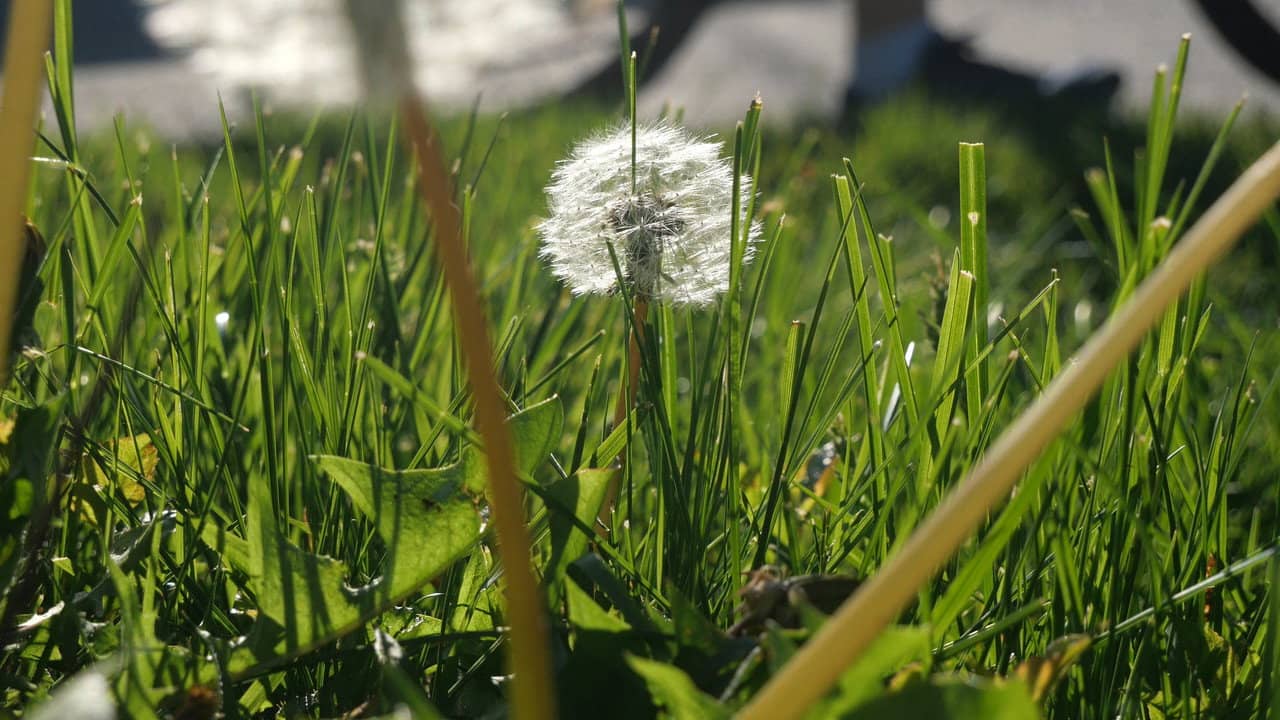 The Beauty Of Summer Like Weather backdrop