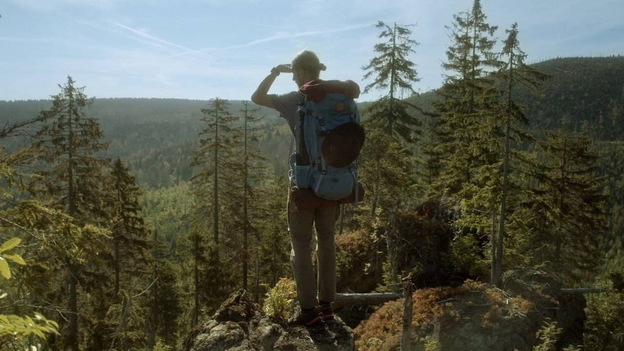 The Wild Forest backdrop