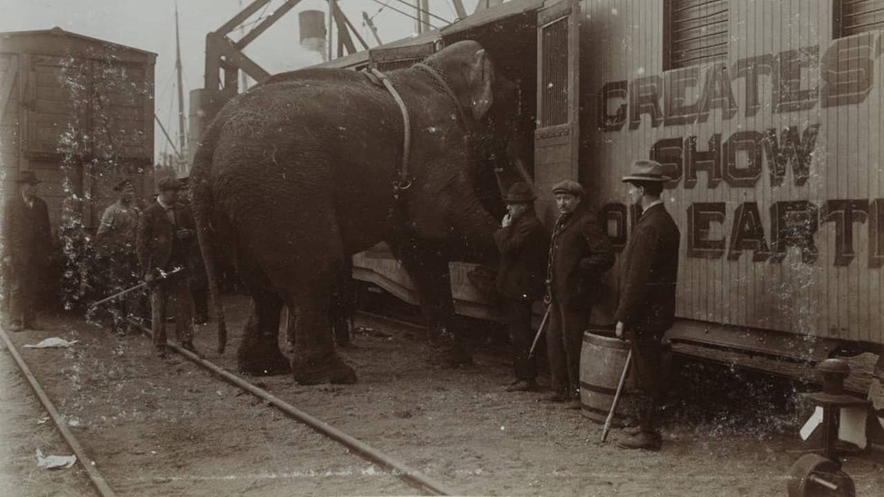 The Tragic Story of Fritz the Elephant backdrop