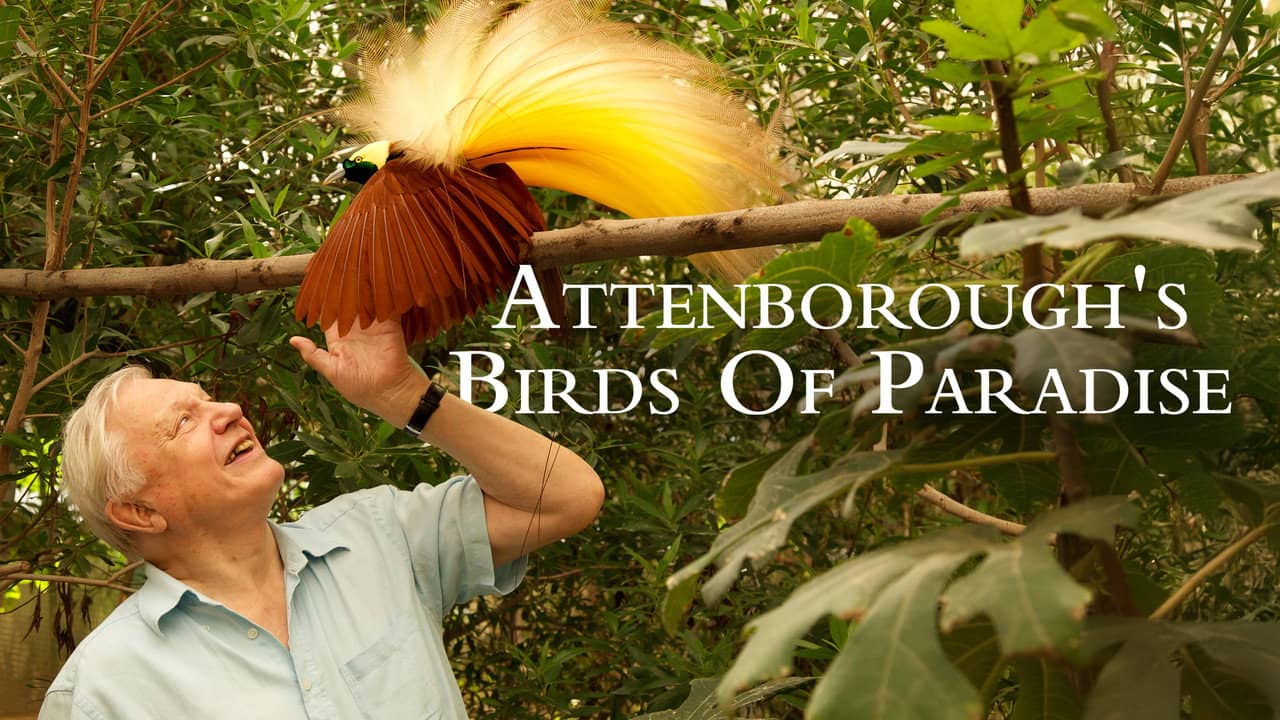 Birds of Paradise backdrop