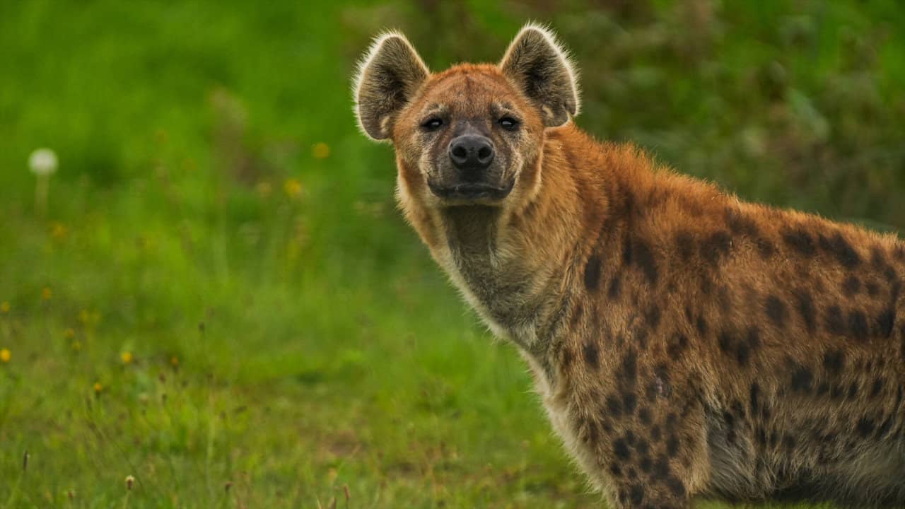 Naabi: A Hyena Princess backdrop