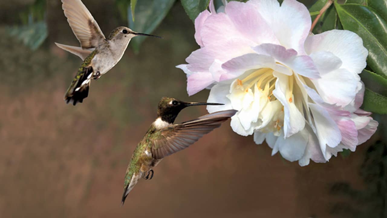 First Flight: A Mother Hummingbird's Story backdrop