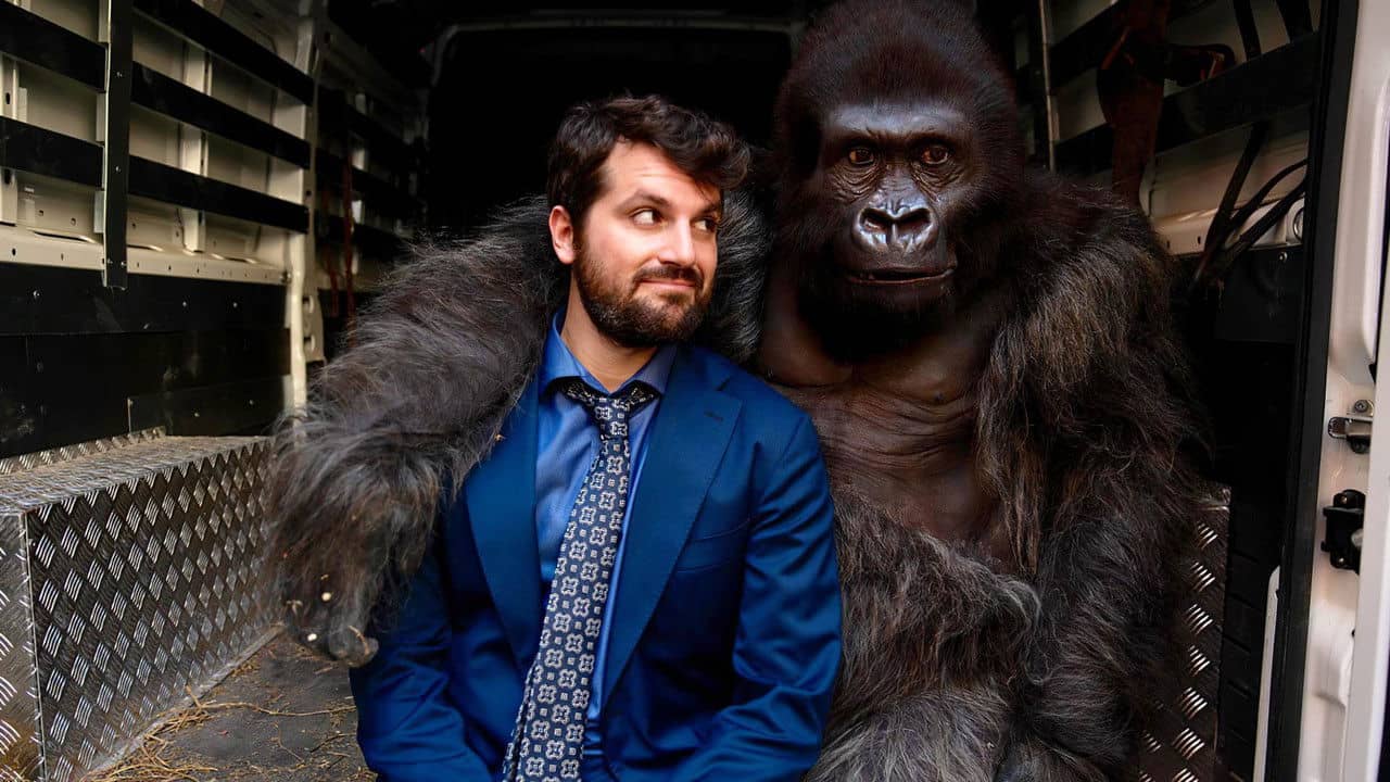 Beware the Gorilla backdrop