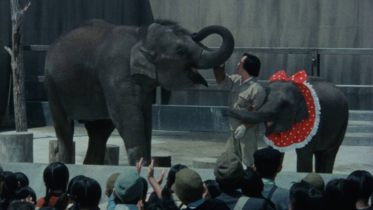 Baby Elephant Story: The angel who descended to earth backdrop