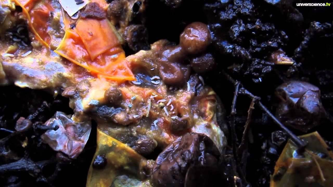 La nuit du vivant, voyage au cœur de la pourriture backdrop