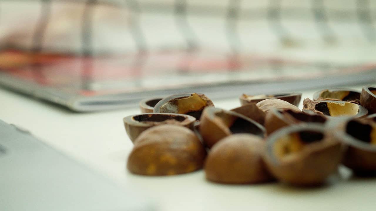 Macadamia backdrop