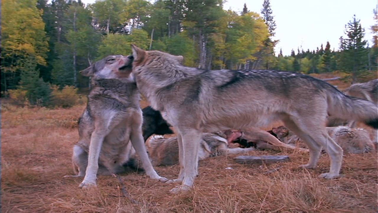 Wolves at Our Door backdrop