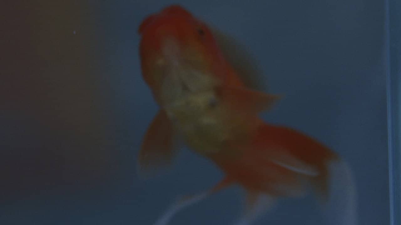 how do goldfish die backdrop