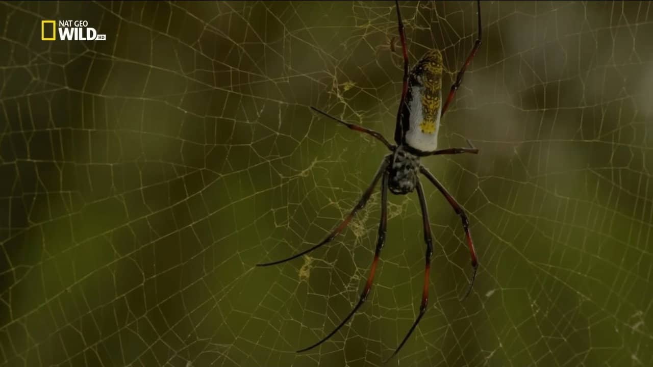 Incredible Spiders backdrop