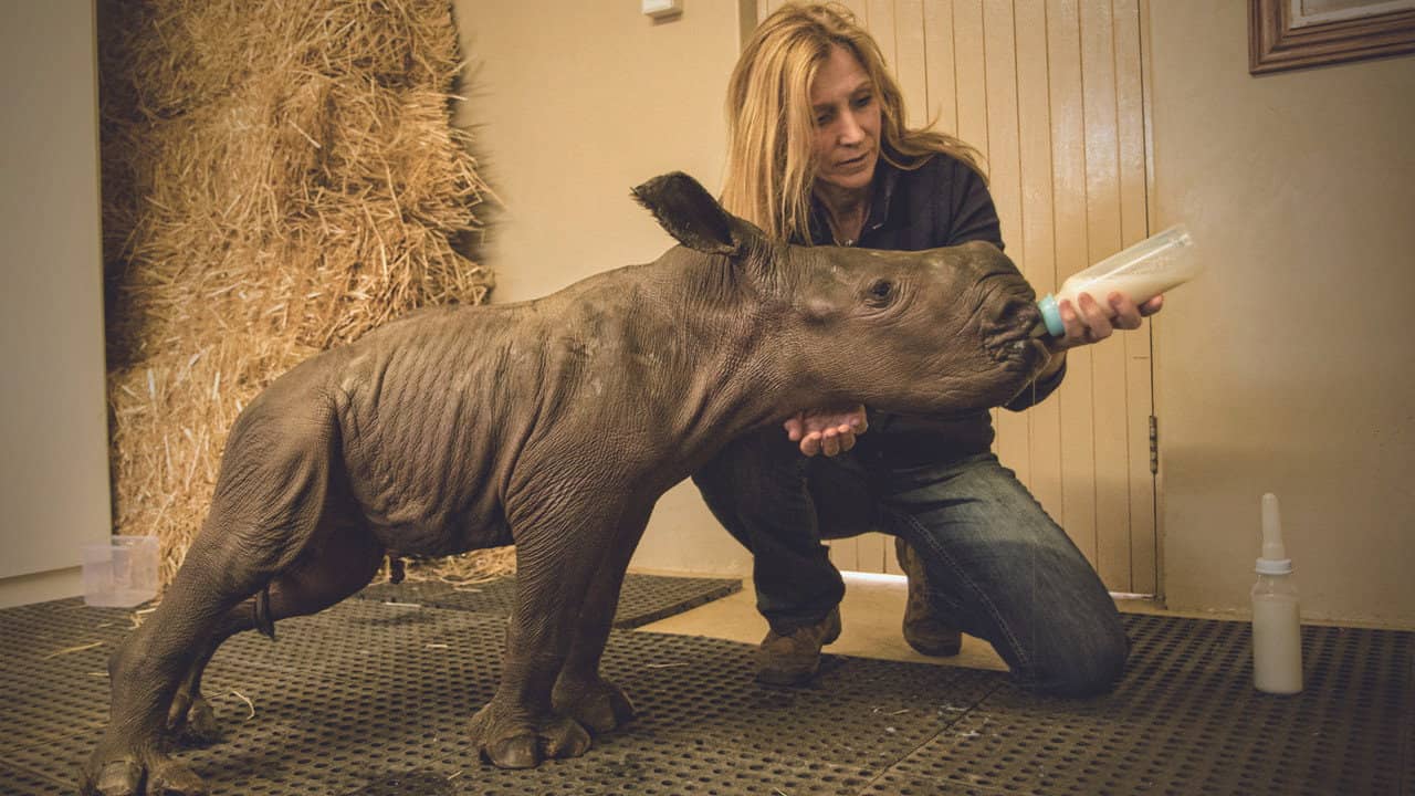 Stroop: Journey into the Rhino Horn War backdrop