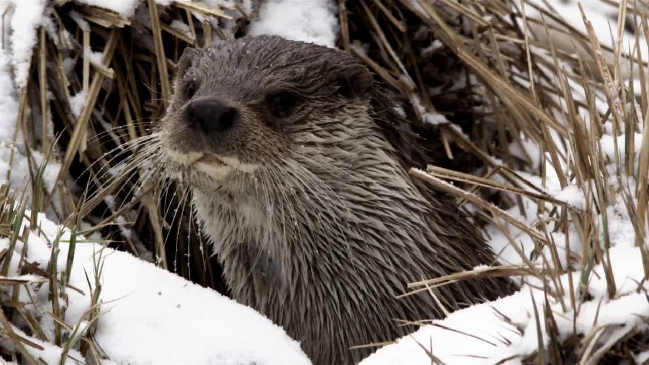 Seasons of the Otter backdrop