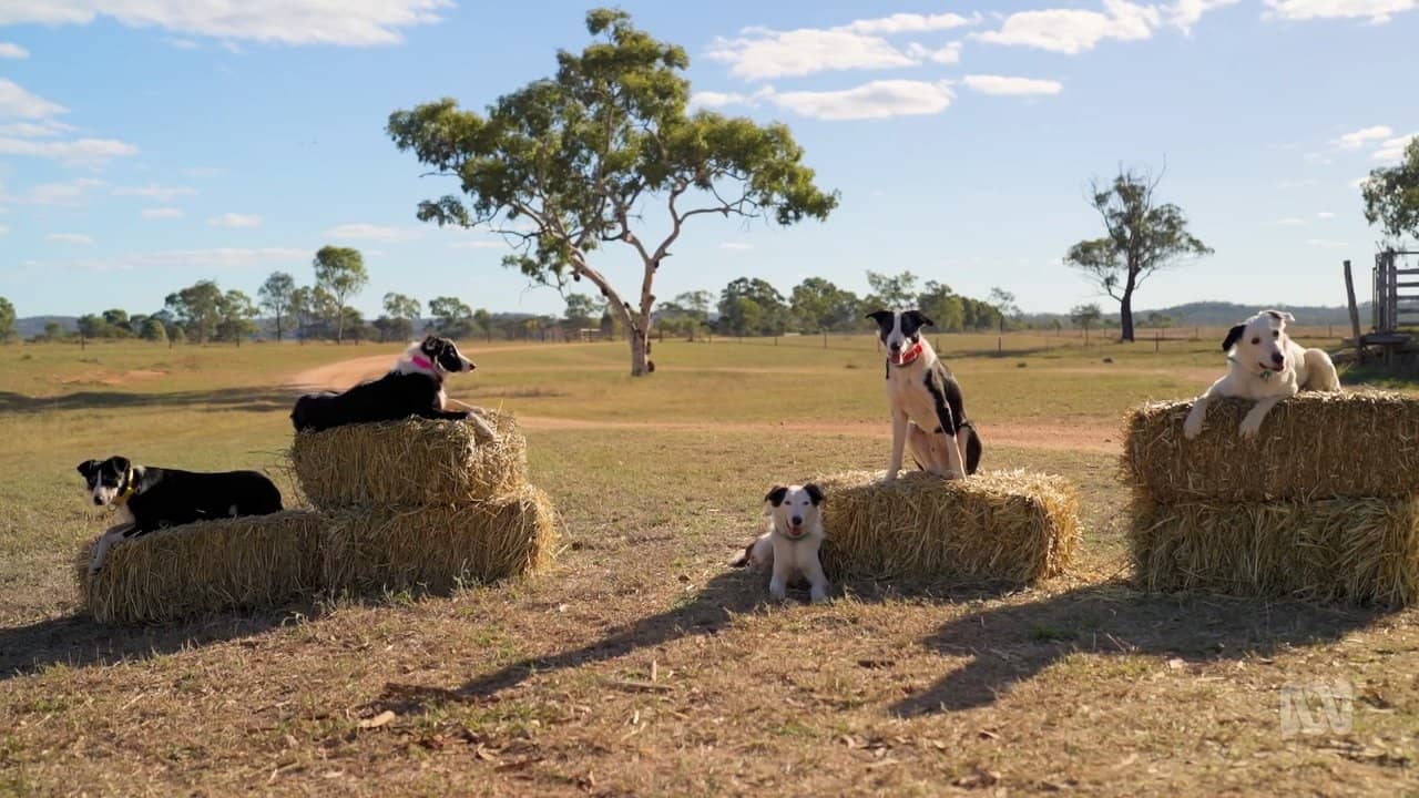 Muster Dogs backdrop
