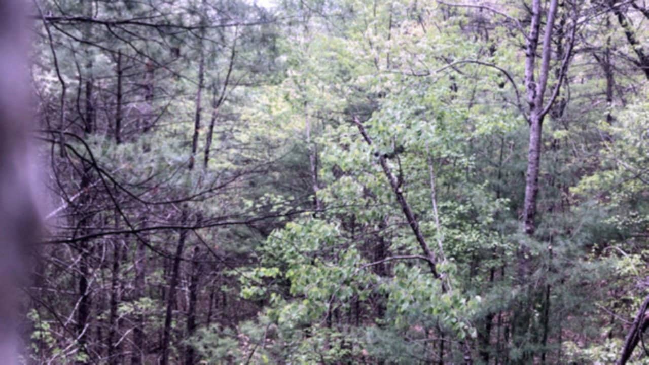 Millstone Woods May 2018 backdrop