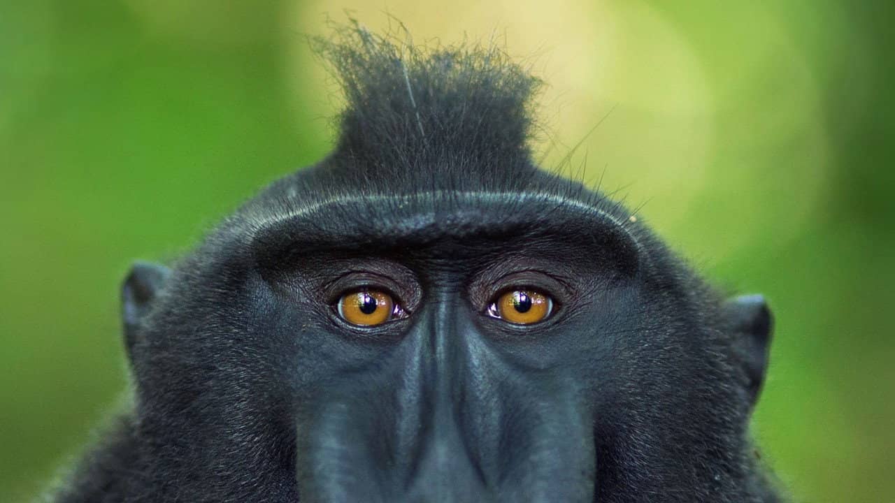 Meet the Monkeys backdrop