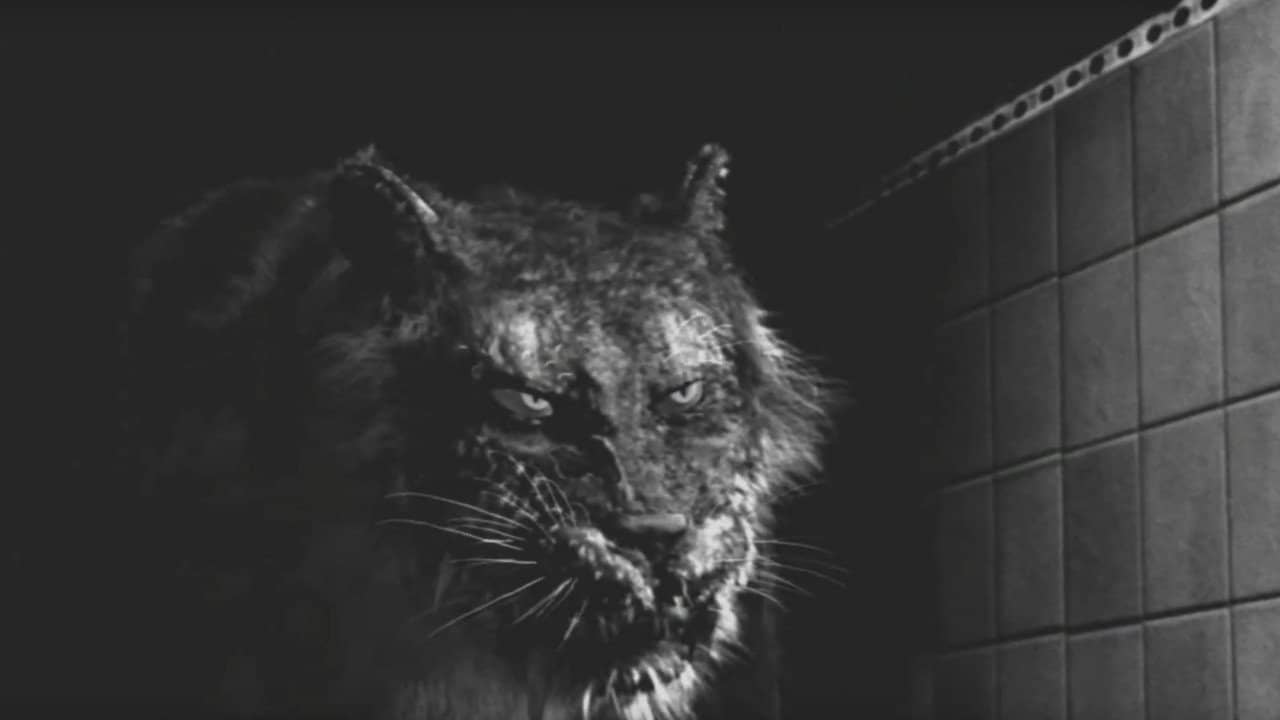 Tyger backdrop