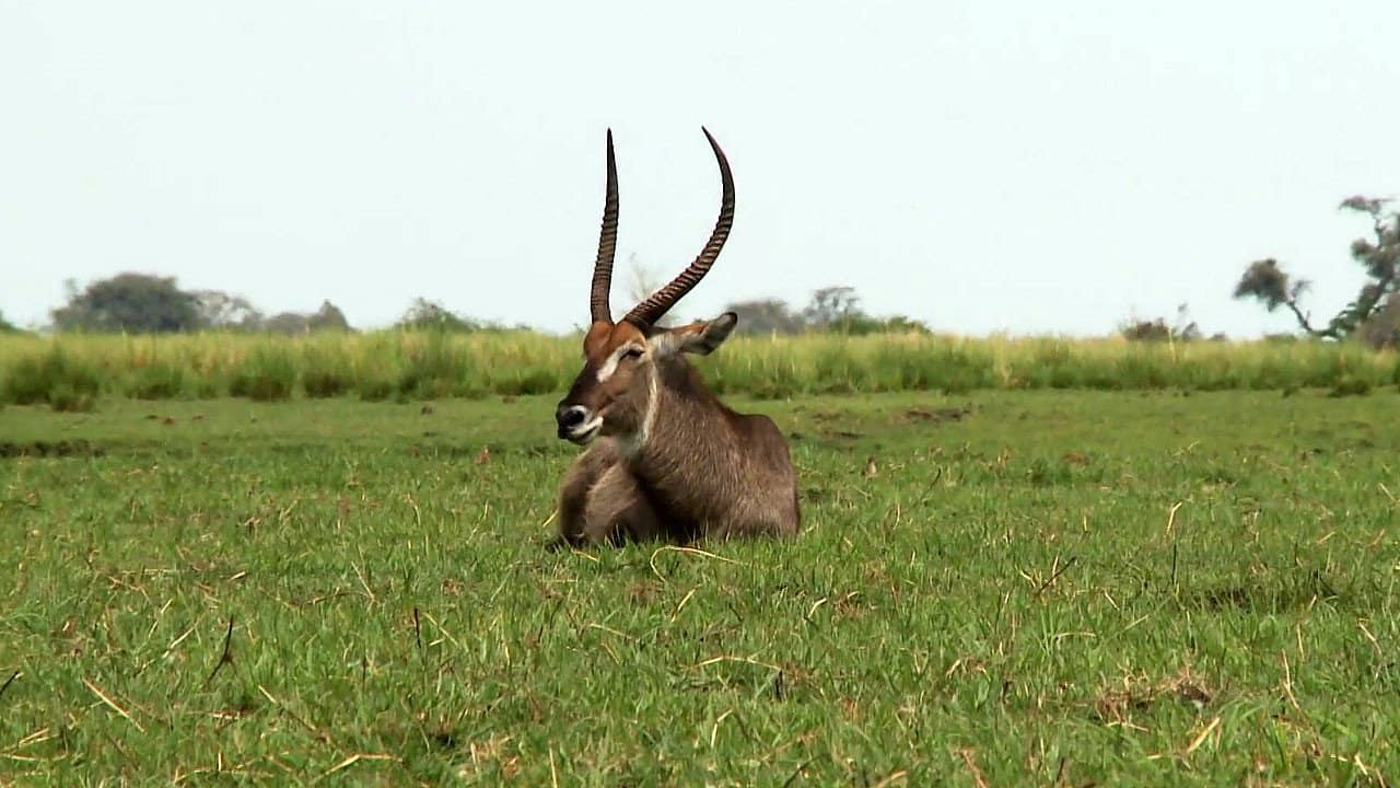 Africká abeceda backdrop