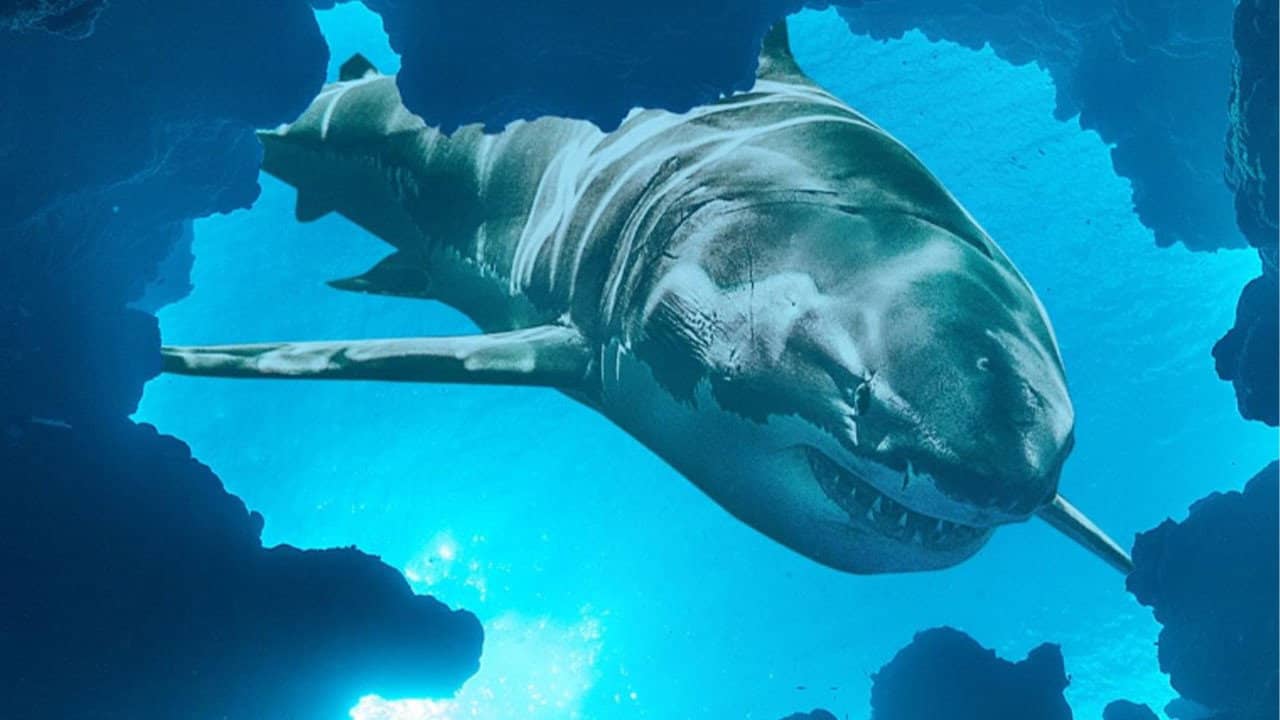 Jaws vs the Blob backdrop