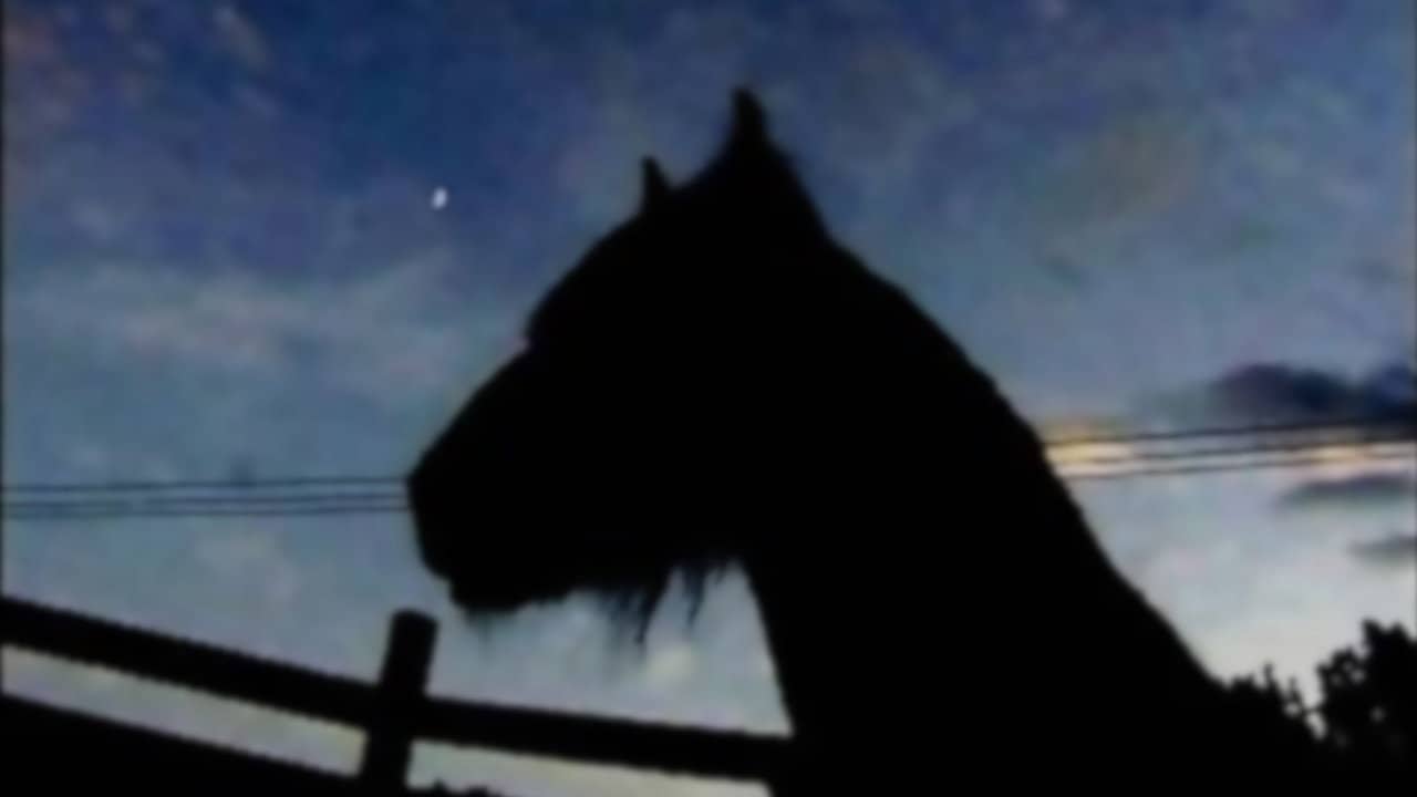 The Circus Horse backdrop