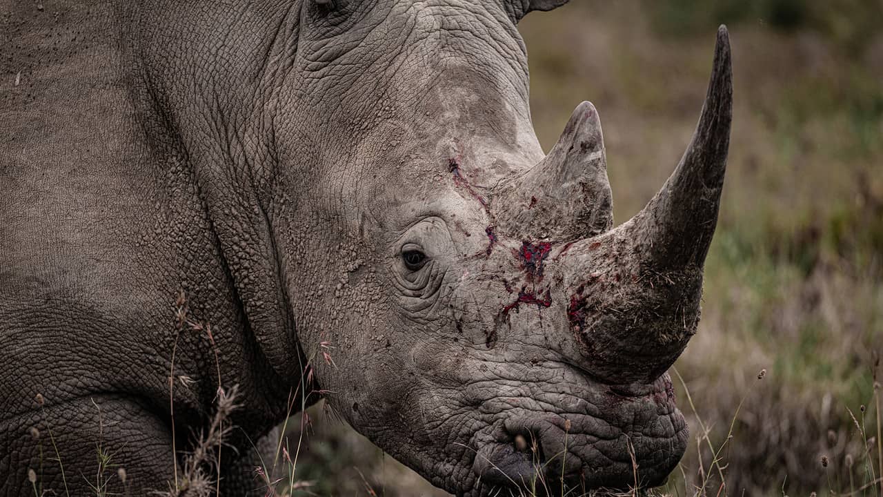 Rhino backdrop