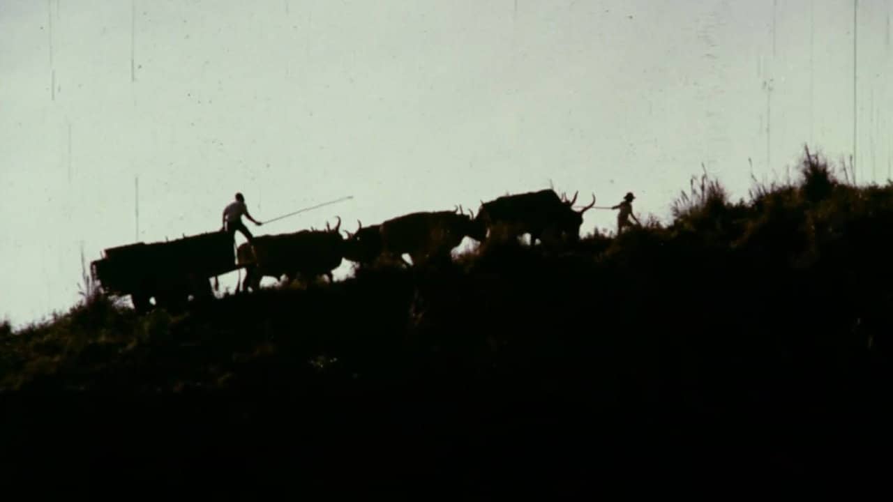Bullock Cart backdrop