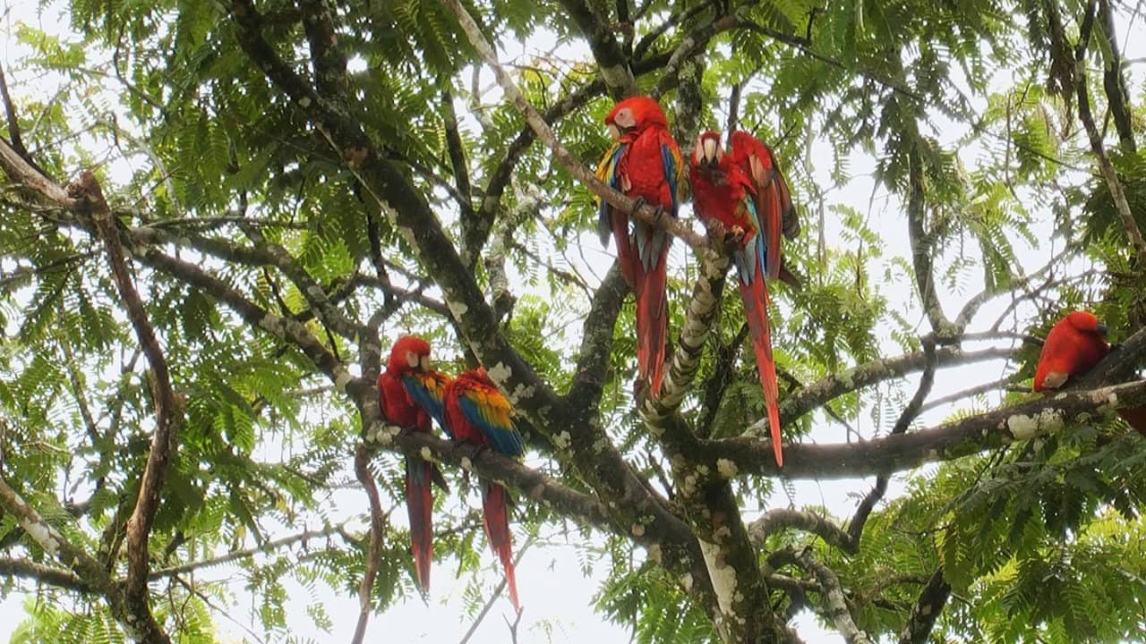 World Natural Heritage Costa Rica: Guanacaste National Park backdrop