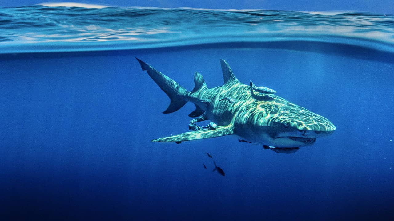 Sky Sharks backdrop